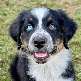 Aphrodite - Black tri-color female Australian Shepherd puppy in Silverdale, Pennsylvania from Bedtime Story Australian Shepherds