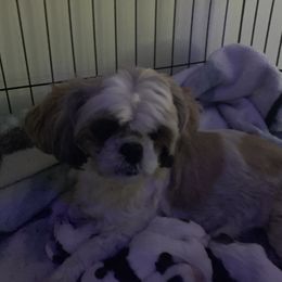 Scarlett  - Shih Tzu