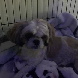 Scarlett  - Shih Tzu