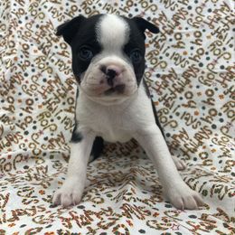 Zane - Black and white male Boston Terrier puppy in Fillmore, Illinois from Wind Hill Puppies
