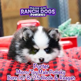 Porter - Black and white male Pomsky puppy in Humeston, Iowa from M.A.R. Dogs