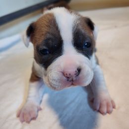 Missy kissy - Fawn female American Staffordshire Terrier puppy in Cosby, Tennessee from Edelhaus Kennel