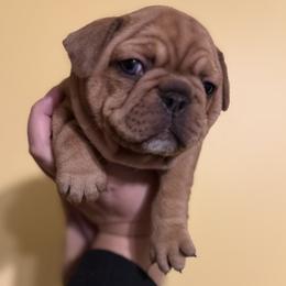 Girl 1 - Fawn female French Bulldog puppy in Litchfield, Ohio from Rock N’ Roll Frenchies