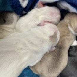 French Bulldogs from Piere Pups