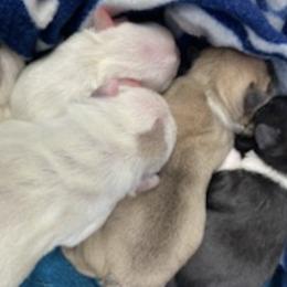 French Bulldogs from Piere Pups
