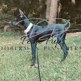 Doberman Pinschers from Peña Pups Doberman Pinschers