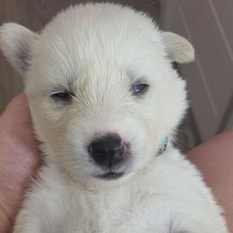 Winter - White female Siberian Husky puppy in Swansea, Illinois from Husky B's