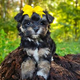 Companion Cross, Havanese, Mal-Shi, Maltese, Maltipoo, Morkie, and Shih Tzu Puppies from Seeking Shalom Acres Maltese, Maltipoos & Havamalts
