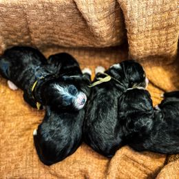 Bernedoodle Puppies from West by God Doods
