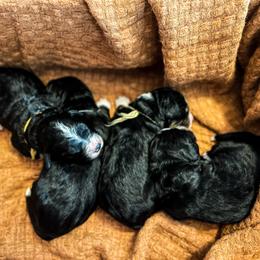Bernedoodle Puppies from West by God Doods