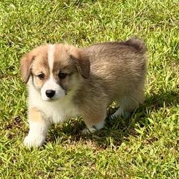 Sable boy 6 - Sable male Pembroke Welsh Corgi puppy in Rochester, Indiana from Stacy’s Pembroke Welsh Corgis