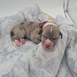 Shock - Merle female Great Dane puppy in Caldwell, Idaho from Miner's Dynamic Danes