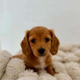 Cinderella - Red female Dachshund puppy in Red Bluff, California from Down The Hill Potterdale
