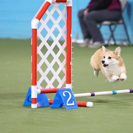Pembroke Welsh Corgi Puppies from Outlands Corgis