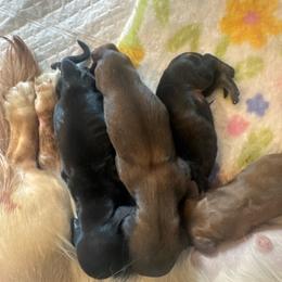 Red sable - Sable female Dachshund puppy in Frederick, Colorado from Get Low Mini Dachshunds