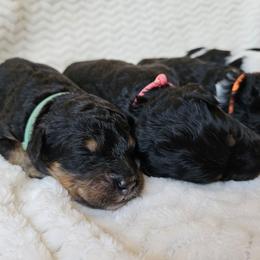 Daffodil - Phantom female Bernedoodle puppy in Granton, Wisconsin from Rose River Farms