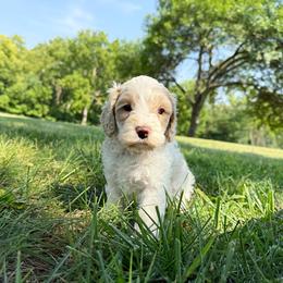 Colby - Cream male Australian Labradoodle puppy in Wamego, Kansas from Doodles of Oz