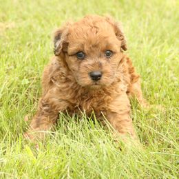 Tally - Wheaten female Whoodle puppy in West Bend, Iowa from Blue Skies Terriers