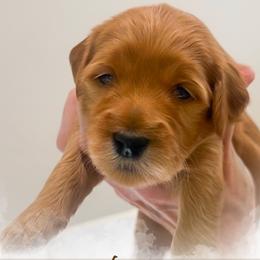Marlon - Apricot male Goldendoodle puppy in Garden Grove, California from Sunkissed Doodles