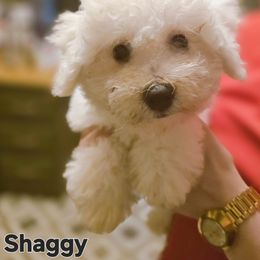 Bichon Frise Puppies from Abbott Animals