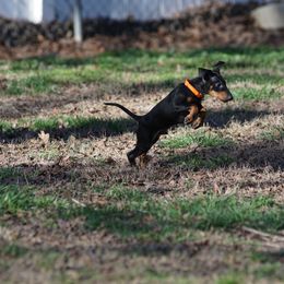 Manchester Terrier Puppies from MosaicManchesters.com
