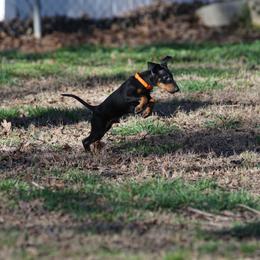 Manchester Terrier Puppies from MosaicManchesters.com