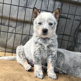 Boy 5 - Blue mottled male Australian Cattle Dog puppy in Irvington, Kentucky from Dry Valley’s Australian Cattle Dogs