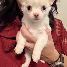 Summer - Cream and white female Chihuahua puppy in New Bedford, Massachusetts from Roark Pack Chihuahua's & Pomsky's