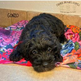 Gonzo - Black male Schnoodle puppy in Sedalia, Missouri from Farmer Brown's Puppies
