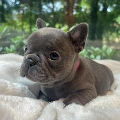 Daphne - Blue female French Bulldog puppy in Salisbury, Maryland from 77 Frenchies Maryland