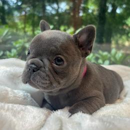 Daphne - Blue female French Bulldog puppy in Salisbury, Maryland from 77 Frenchies Maryland