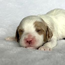 Steve - Blenheim male Cavapoo puppy in Vineyard, Utah from Pitter Patter Puppies