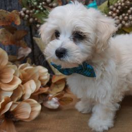 Bichon Frises, Companion Crosses, Maltipoos, and Poodles from Panther Creek Road
