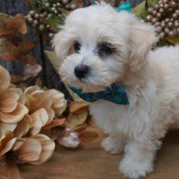 Bichon Frises, Companion Crosses, Maltipoos, and Poodles from Panther Creek Road