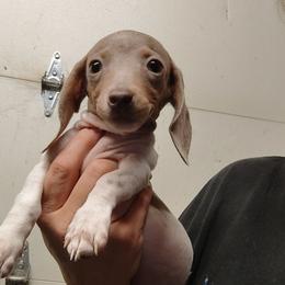 Diamond - Fawn (isabella) and tan female Dachshund puppy in Hudson, Michigan from Mittentail Kennel Miniature Dachshunds & Australian Shepherds