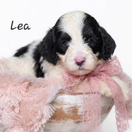 Lea - Black and white female Springerdoodle puppy in Fargo, North Dakota from Dakota SpringerDoodles