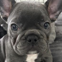 French Bulldogs from Spunky Frenchies