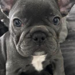 French Bulldogs from Spunky Frenchies