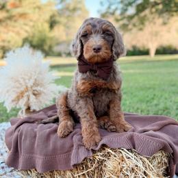 Joe - Merle male Goldendoodle puppy in Ooltewah, Tennessee from Allison Family Doodles