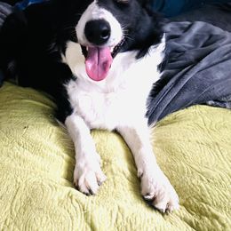Nyx - Border Collie