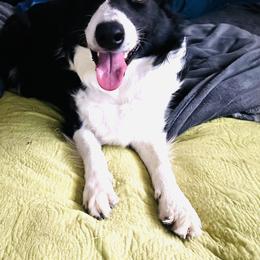 Nyx - Border Collie