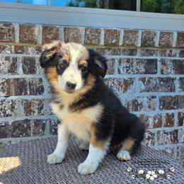 Rocket - Black tri male Miniature Australian Shepherd puppy in Vinemont, Alabama from Cotton Country Kennels