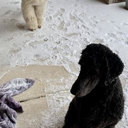 Poodles from WW Poodles