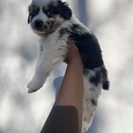 Australian Shepherd Puppies from In the Piney Woods ETX