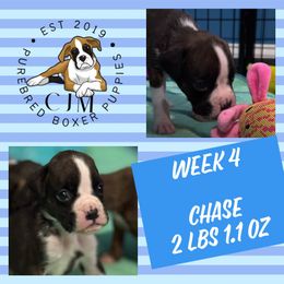 Jax Jr - Boxer puppy from CJM Boston and Boxer Puppies