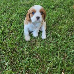 Lucy - Blenheim female Cavalier King Charles Spaniel puppy in Traverse City, Michigan from Crozapulco Cavaliers AKC