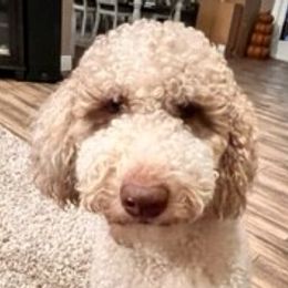 Chloe - Goldendoodle