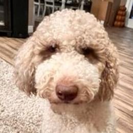 Chloe - Goldendoodle