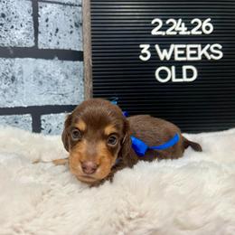 Woody - Chocolate and tan male Dachshund puppy in Goodyear, Arizona from AZ Low Life Doxies