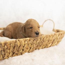 Linus - Red  male Goldendoodle puppy in Seffner, Florida from Gold Diamond Pup